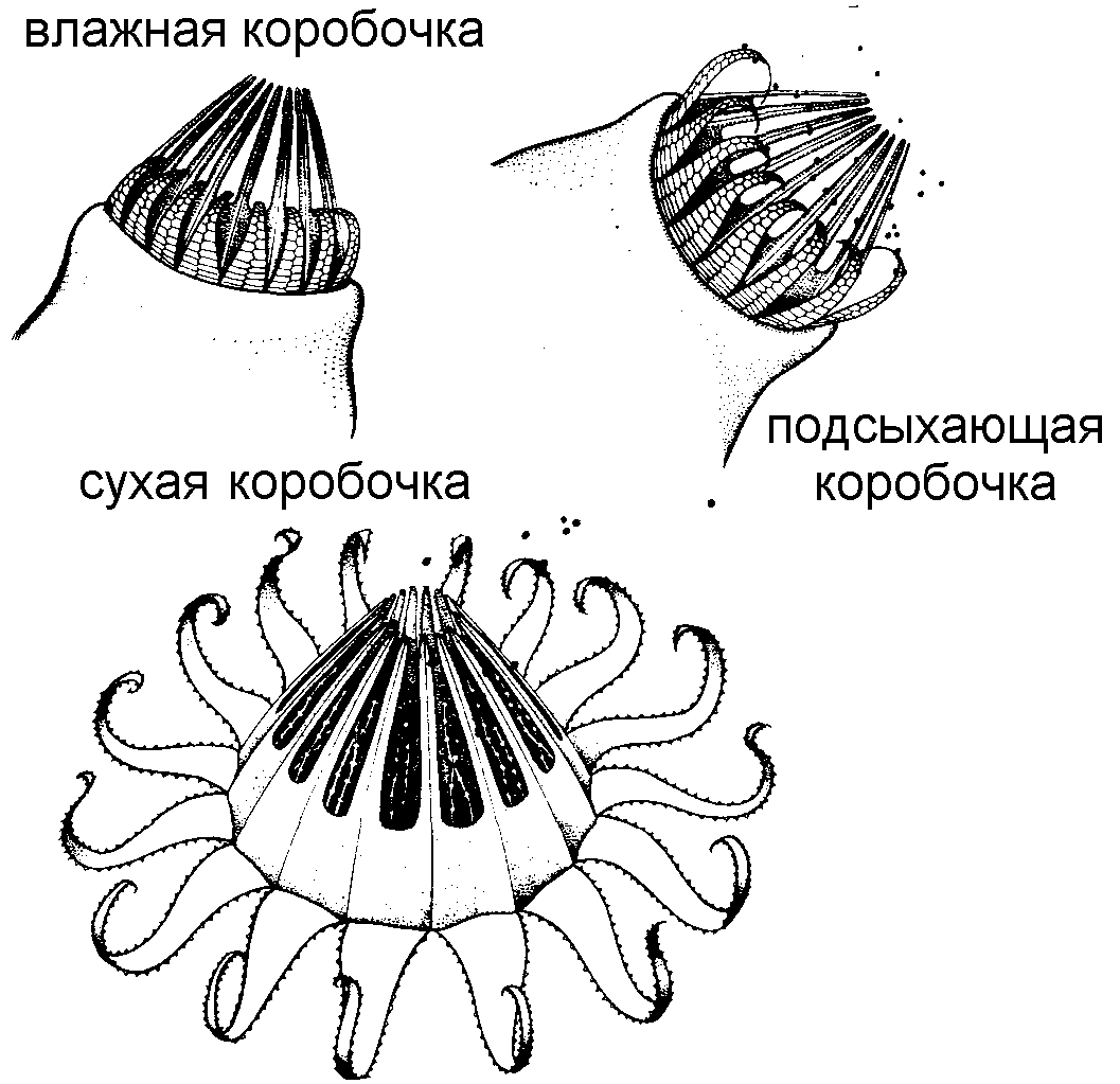 Аквариумные мхи: виды, содержание, фото