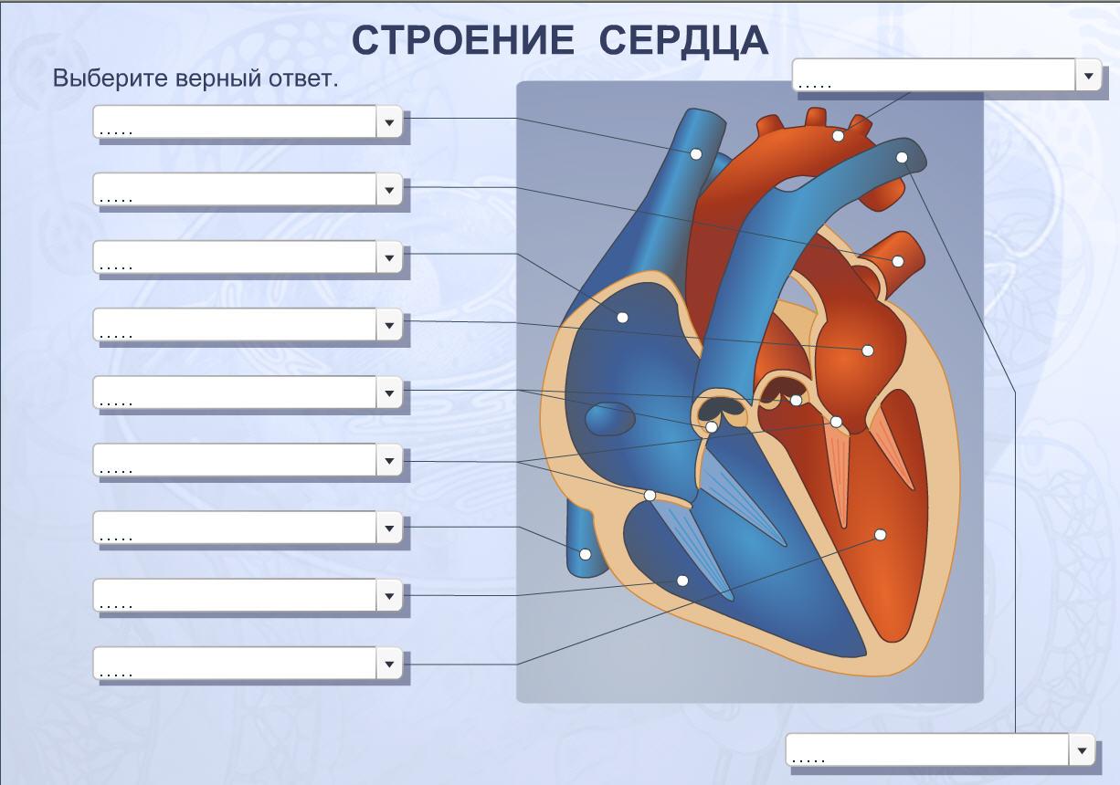 Строение сердца и сердечный цикл