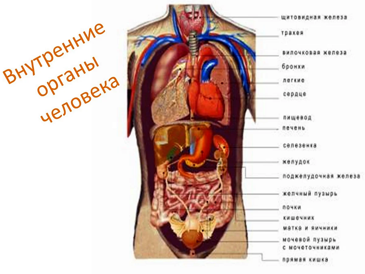 Тело человека, строение, организм