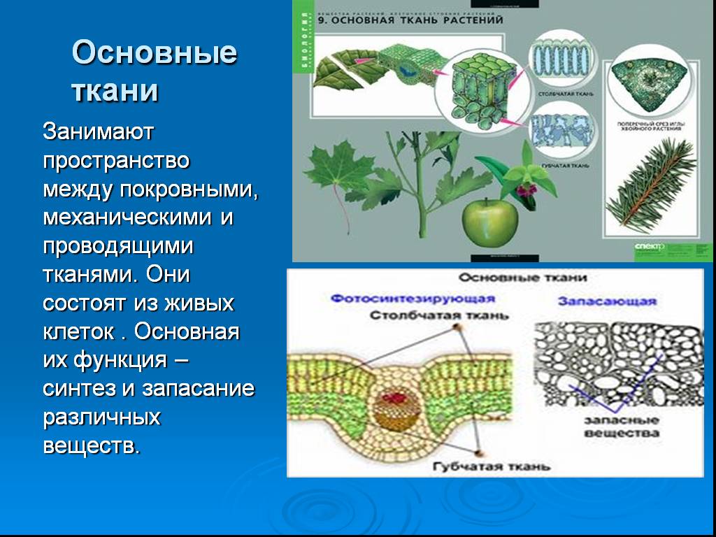 Понятие о тканях растений, строении тканей и функциях