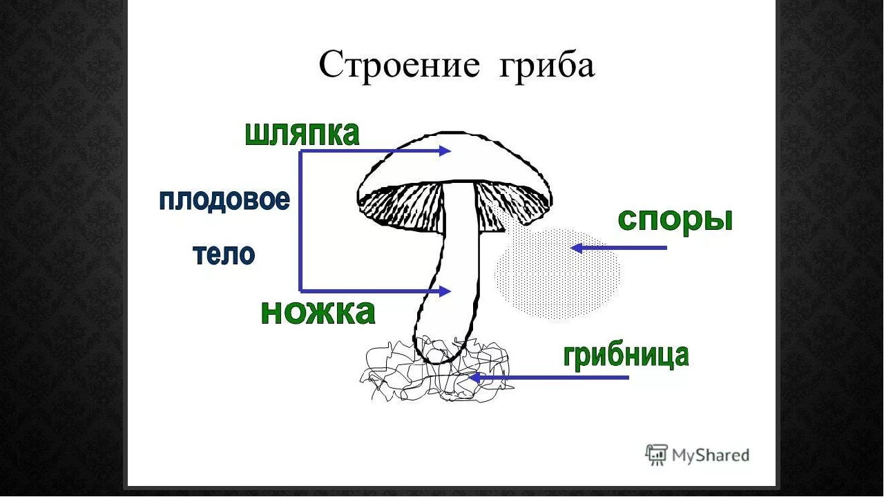 Строение клетки