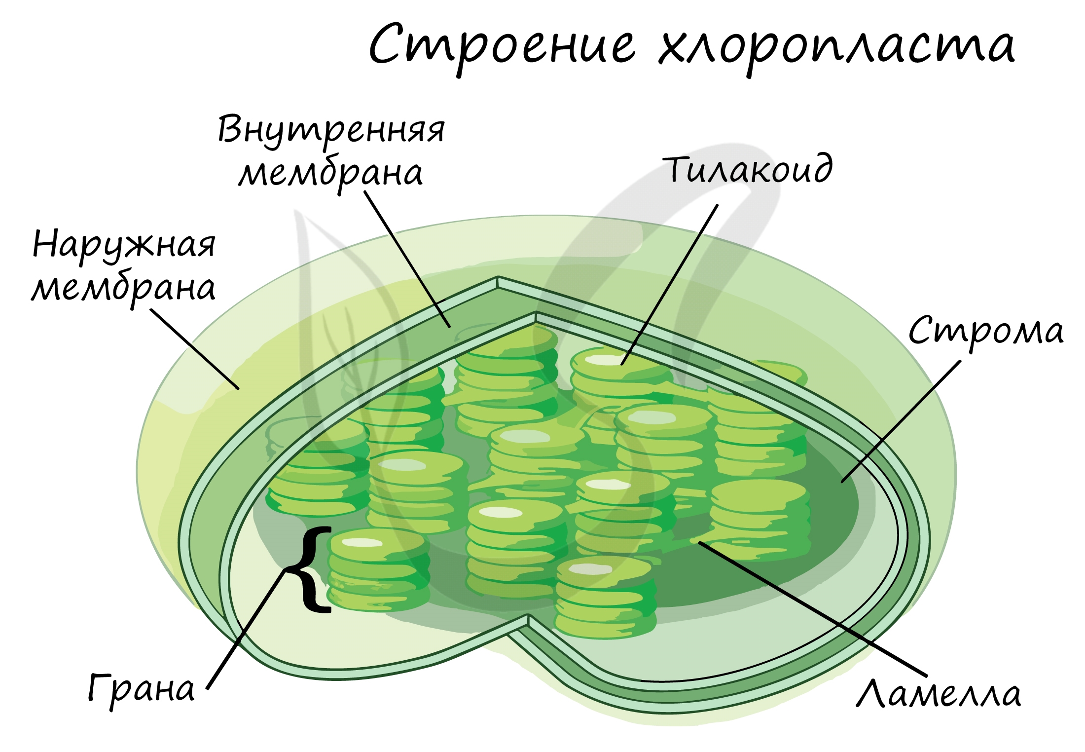 Анатомия физиология и биомеханика зубочелюстной системы