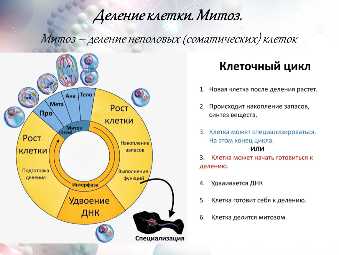 Митоз | Словарь патологии | 