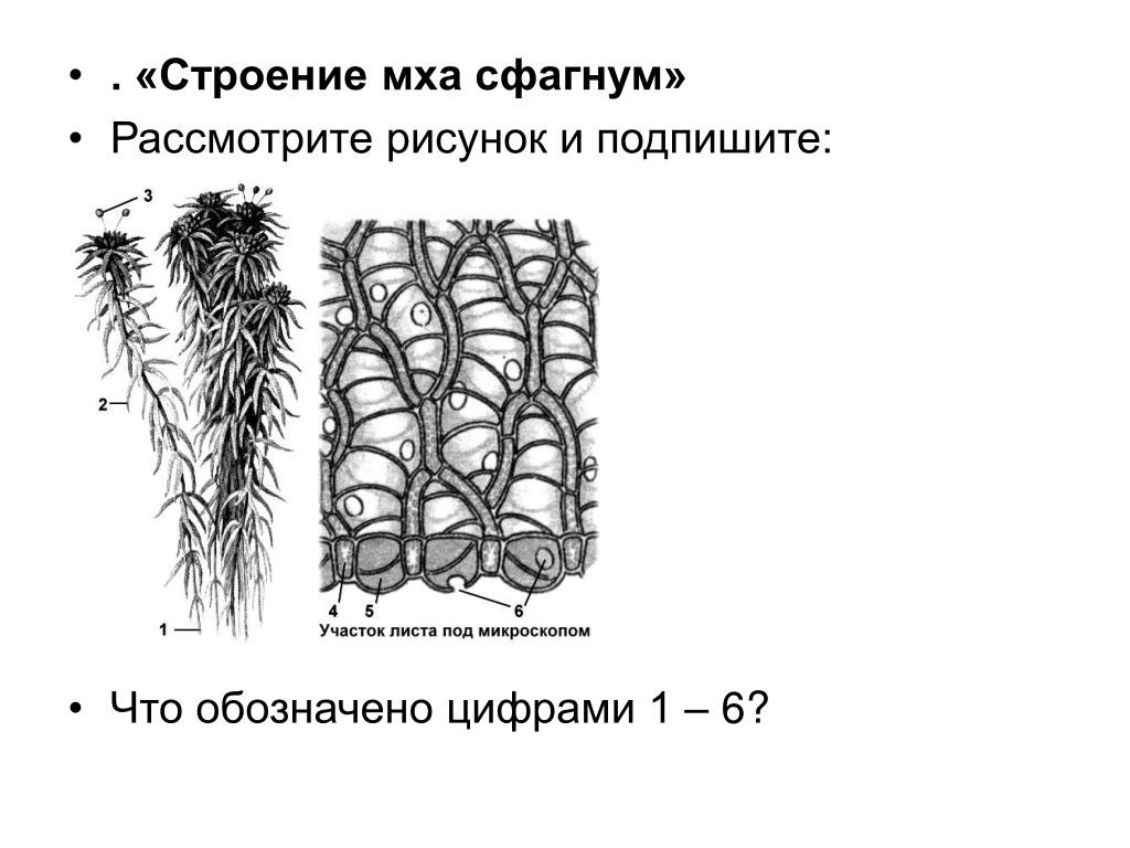 Мох сфагнум для орхидей улиток растений