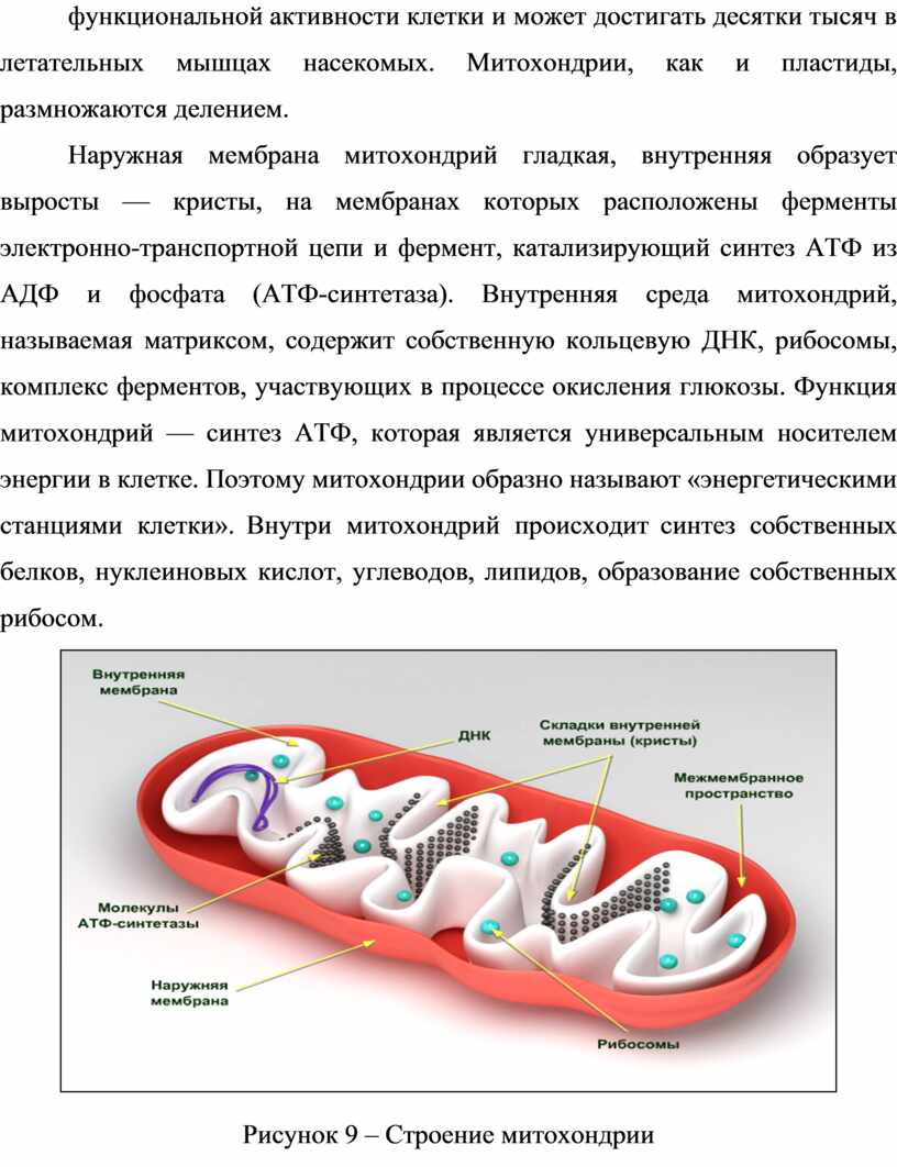 Митохондрия схематический картинки 