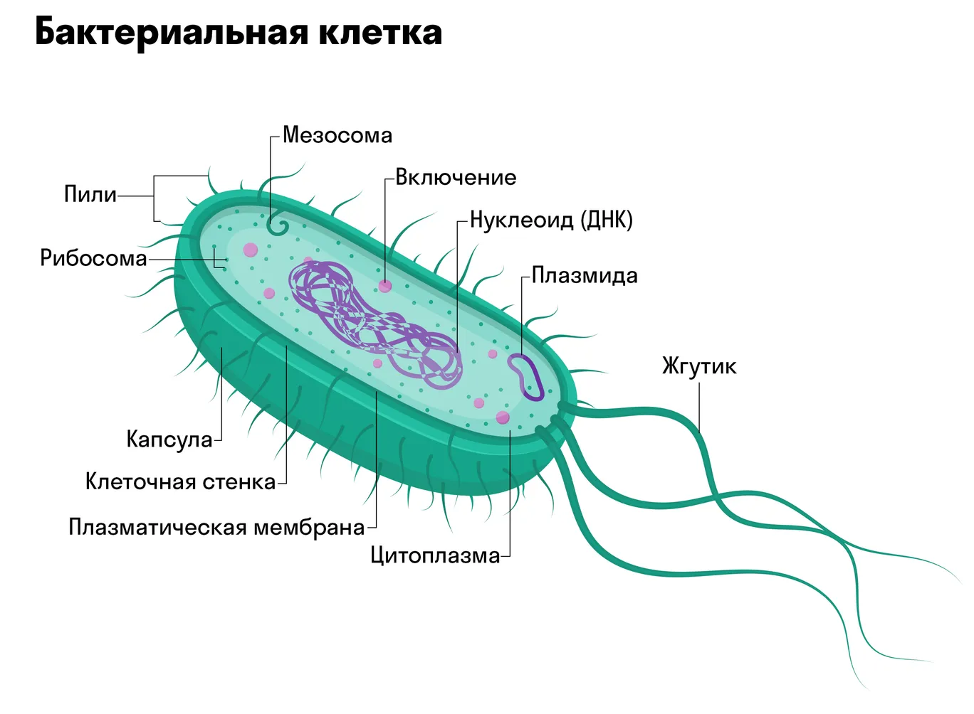 Строение животной клетки раскраска