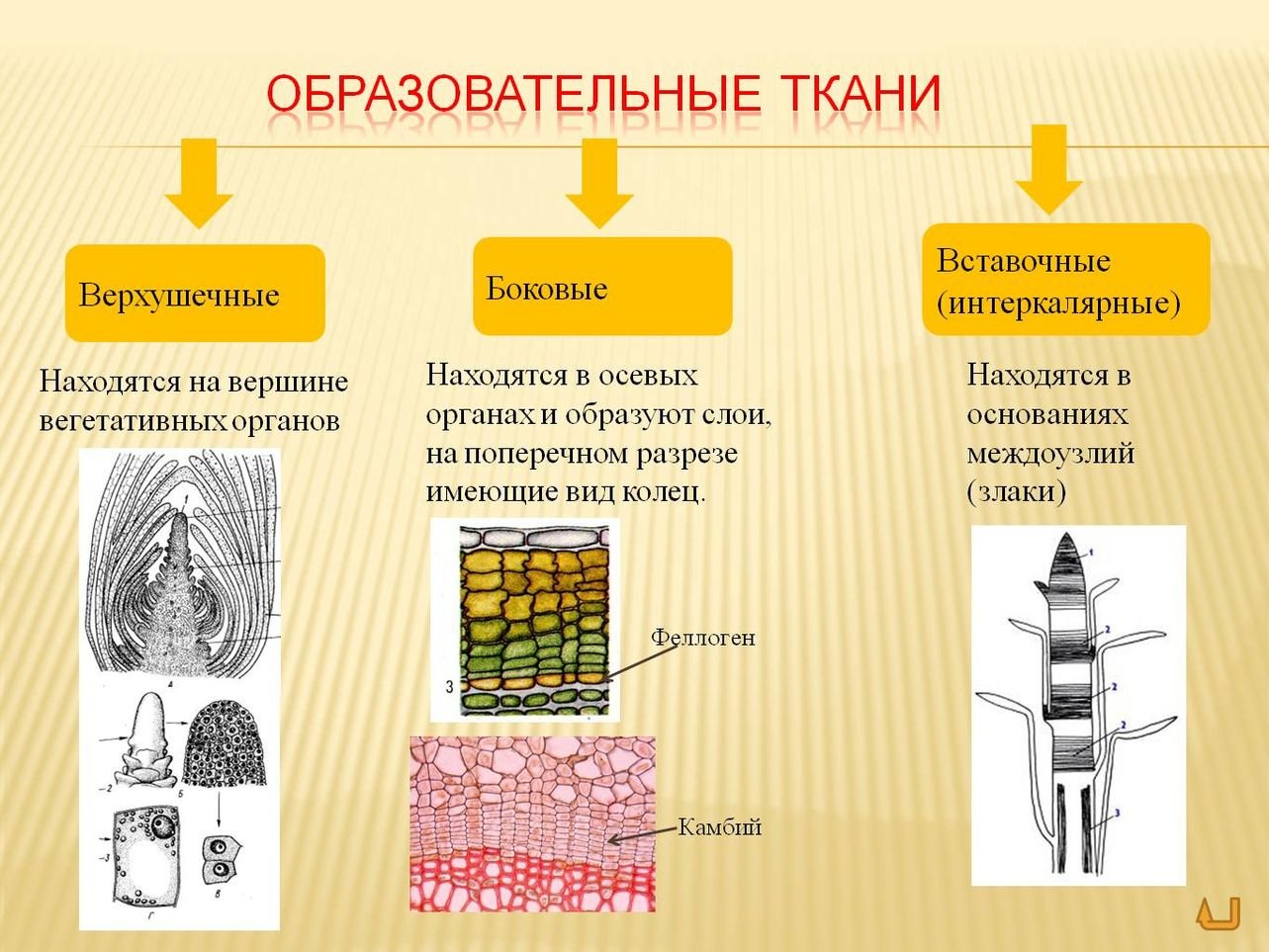 БОТАНИКА: АНАТОМИЯ РАСТЕНИЙ