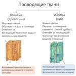 ЭВОЛЮЦИЯ ПРОВОДЯЩИХ КЛЕТОК И ТКАНЕЙ