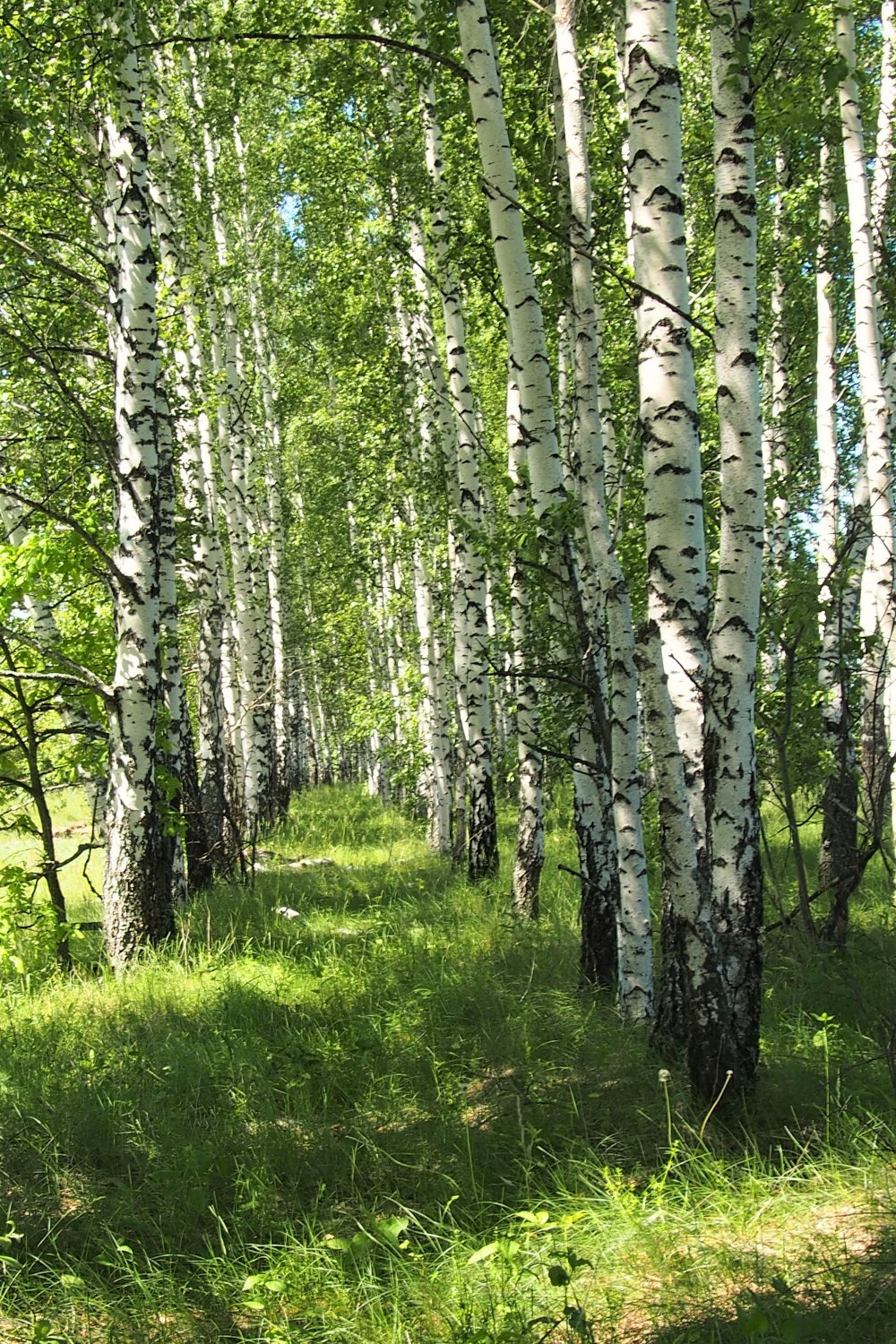 Конспект занятия по рисованию в старшей