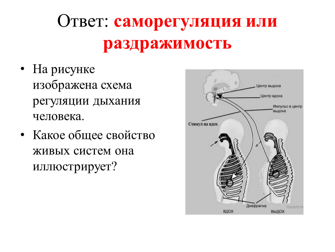 39—2. Механизмы регуляции и