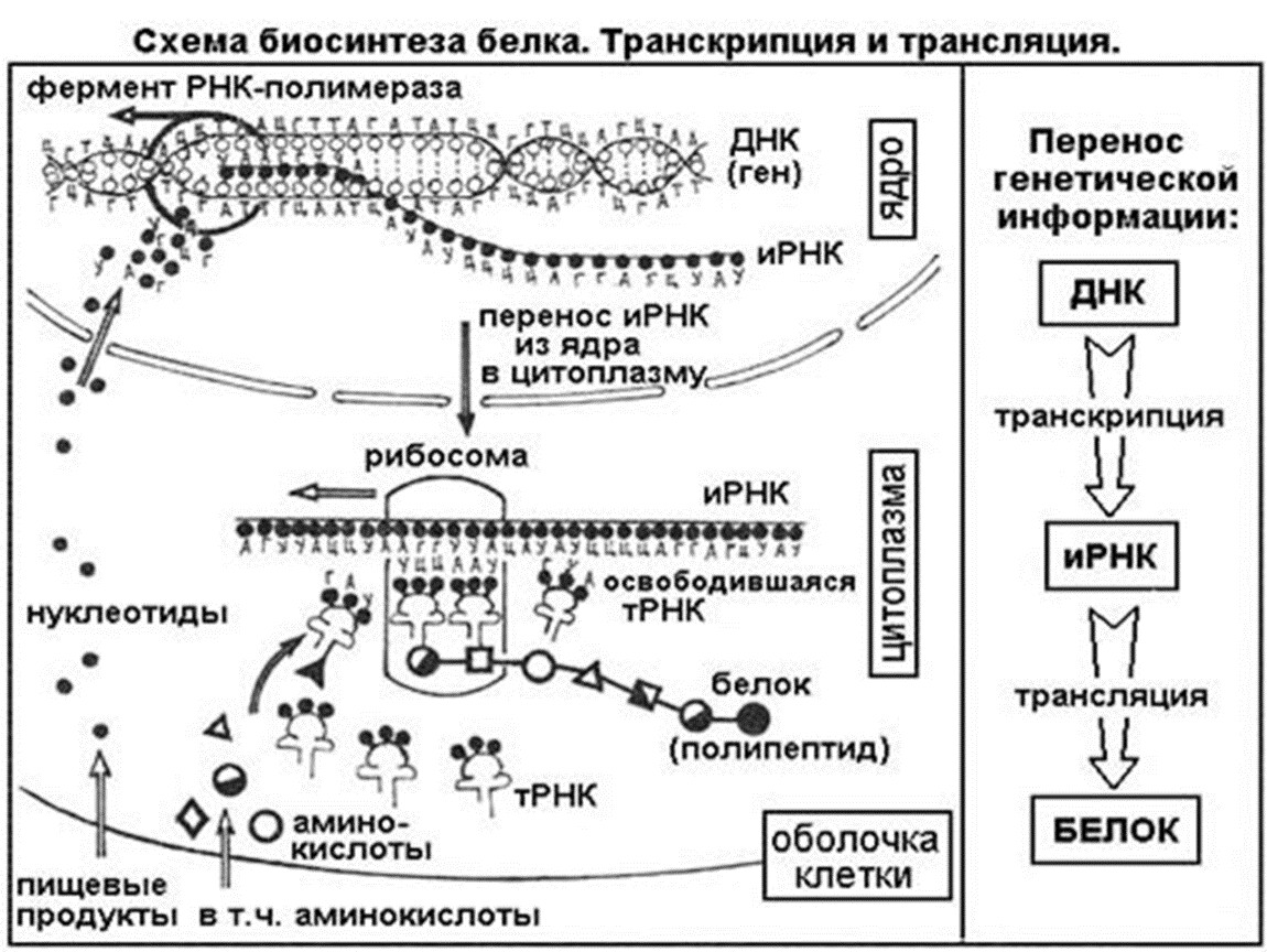 Трансфер РНК Аминоацил