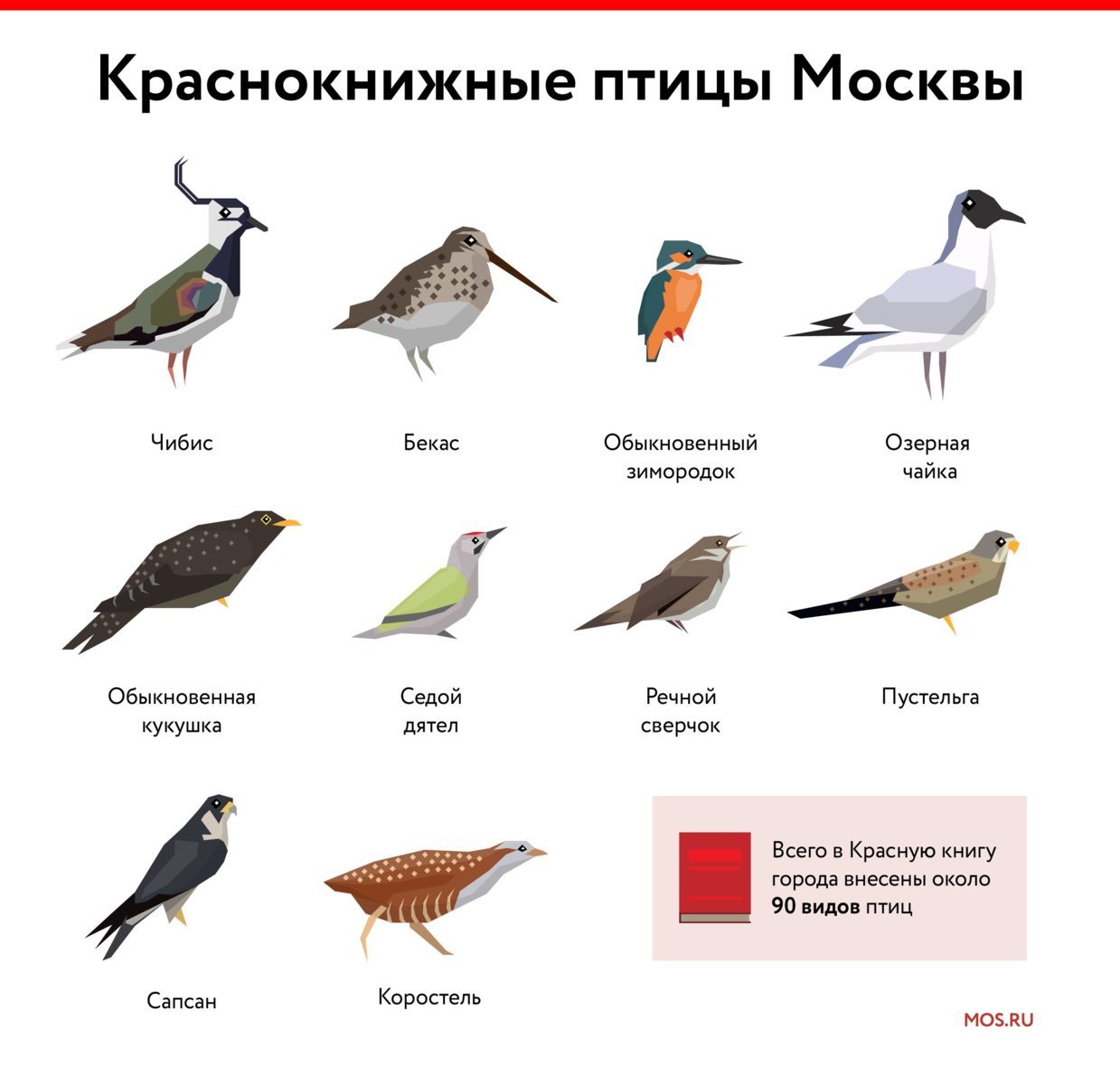 Виды животных заповедника «Командорский», занесенные в