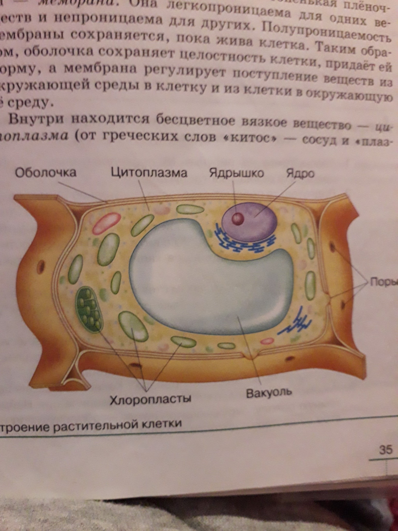 как запомнить строение клетки по