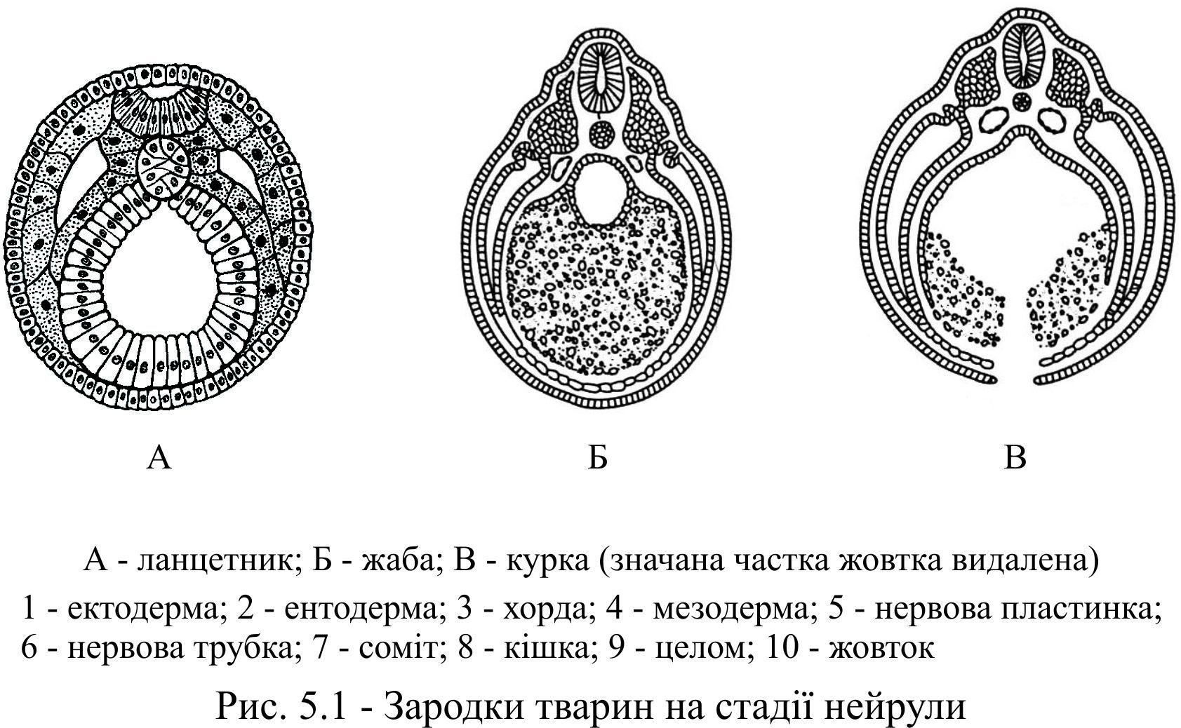 Кожа ланцетника представлена