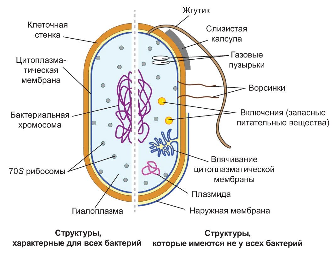 Митоз и мейоз: что это такое, фазы