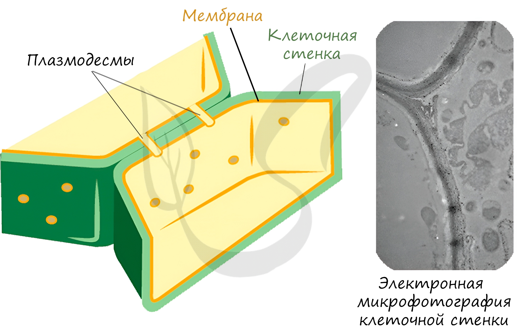 1. Клетка растения. Анатомия растений