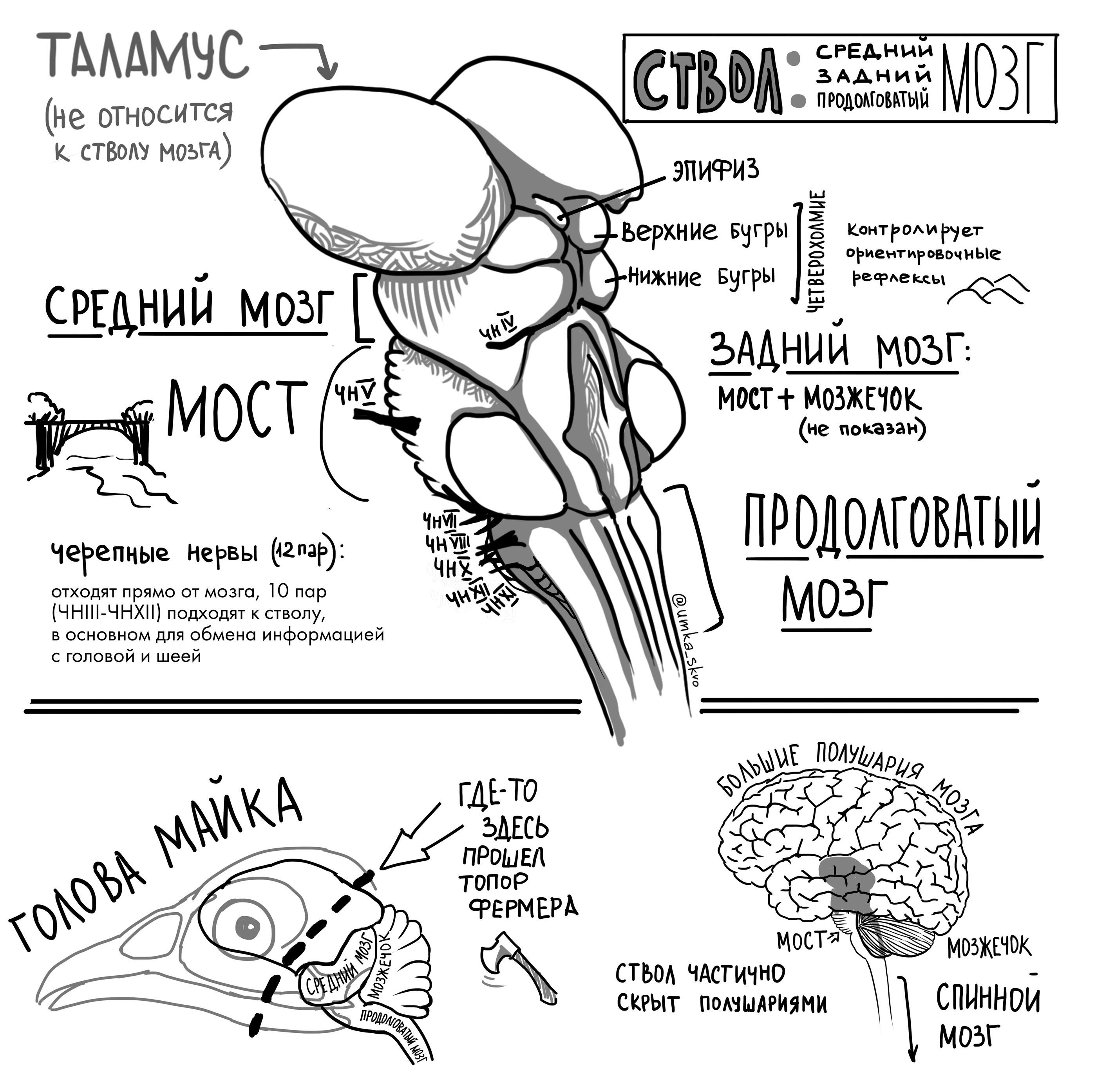 Средний мозг. Строение среднего мозга. Midbrain structure