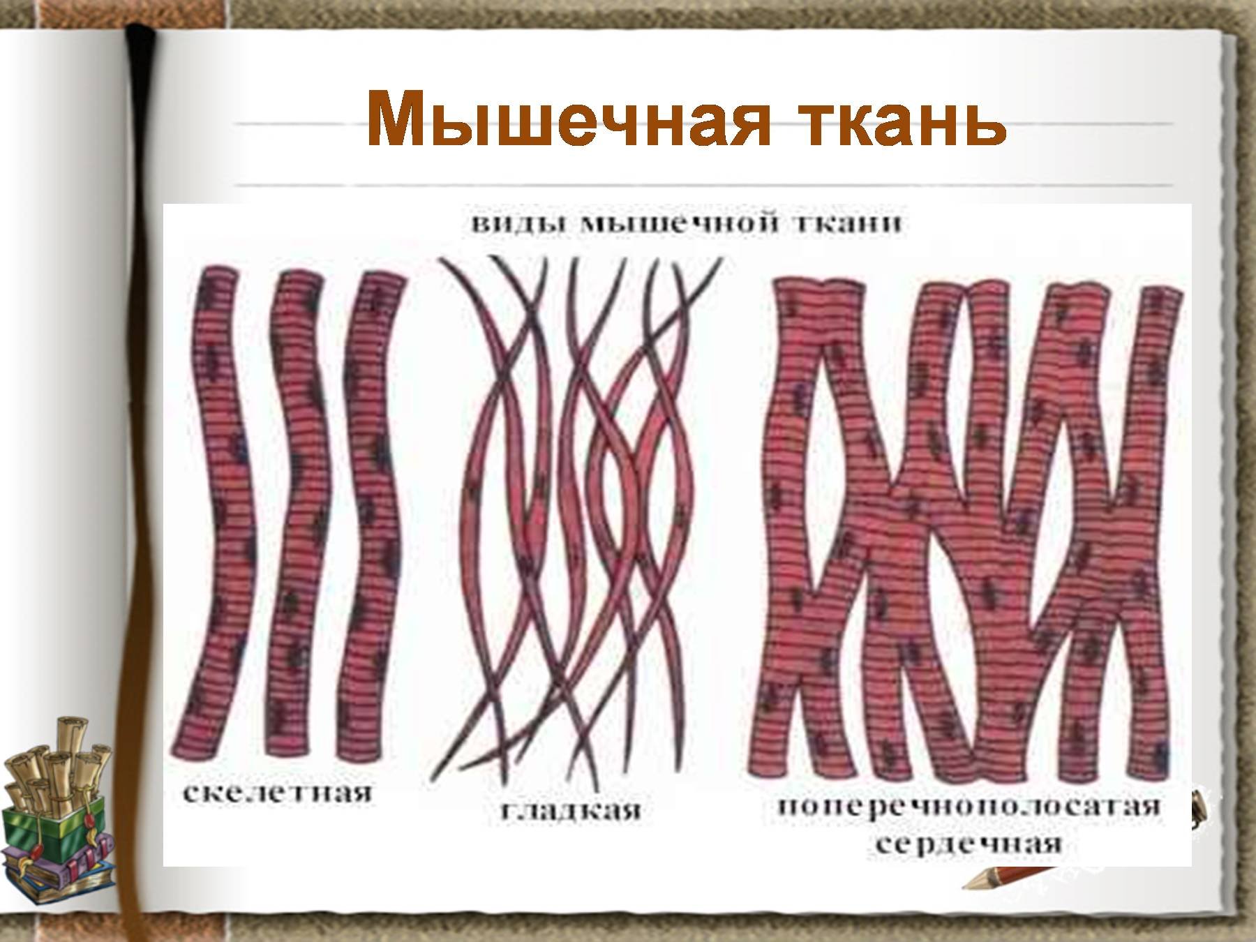 250 лучших секретов о теле человека