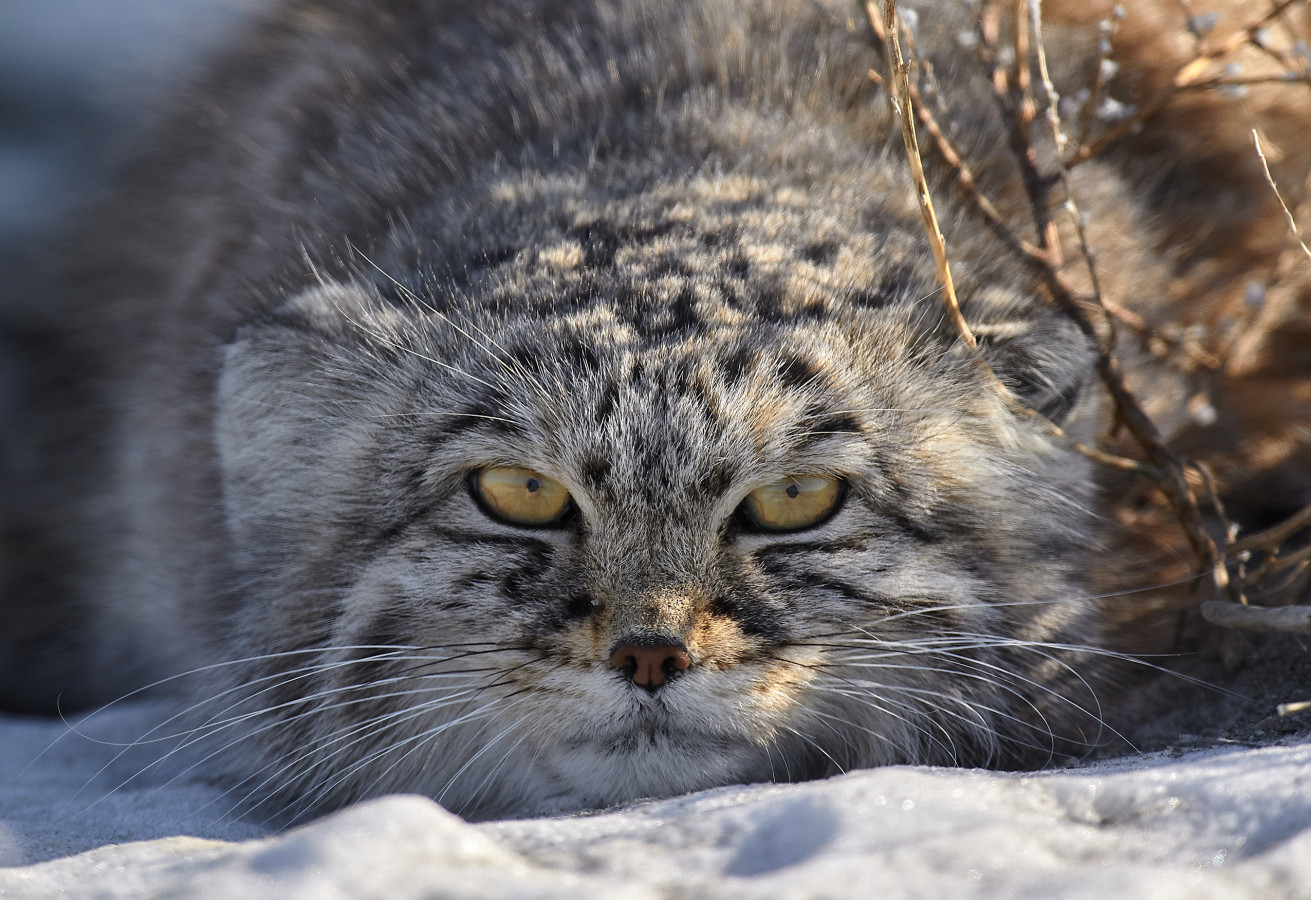 Амурский или дальневосточный лесной кот