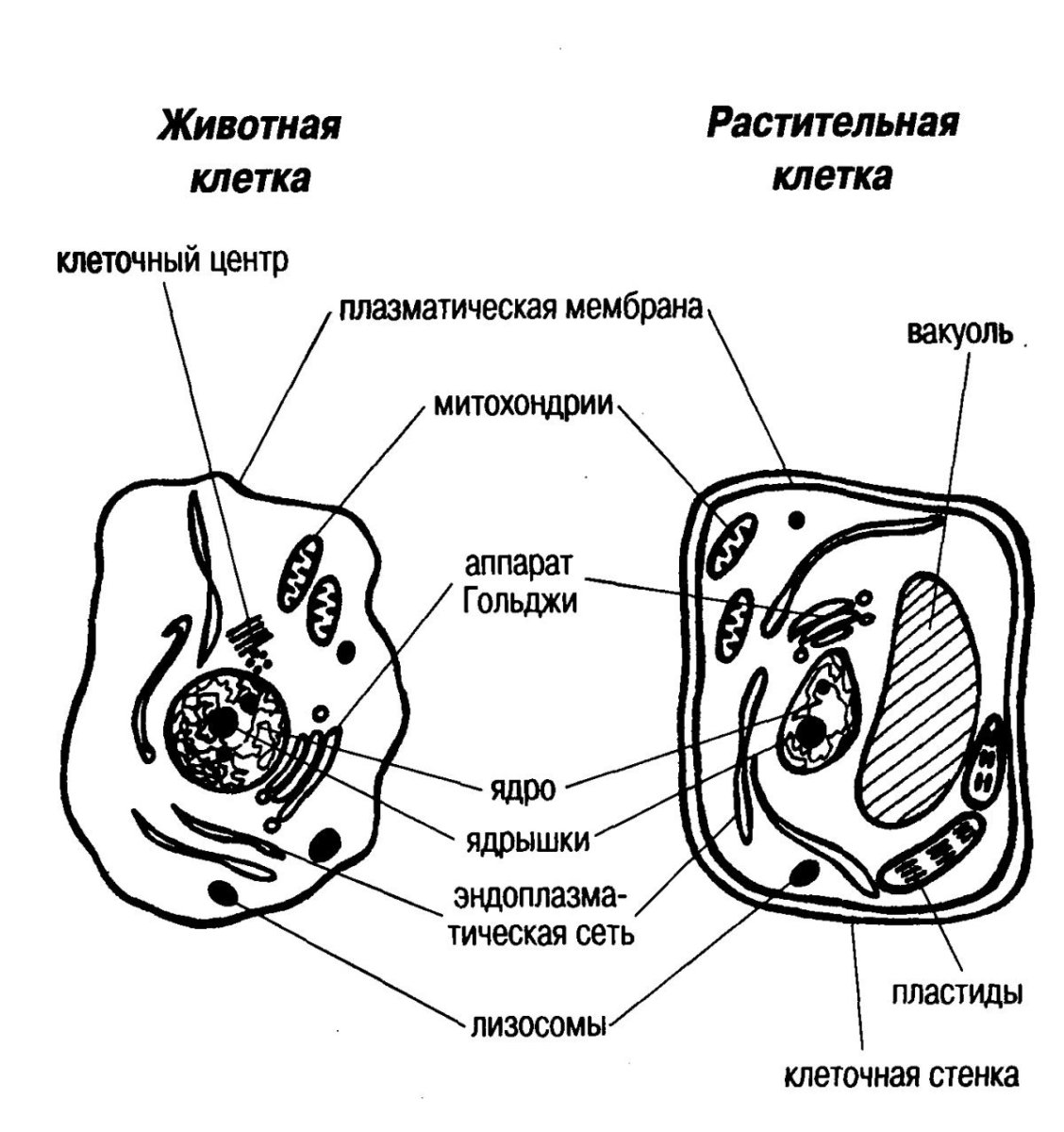 Анатомия клетки растений иллюстрация