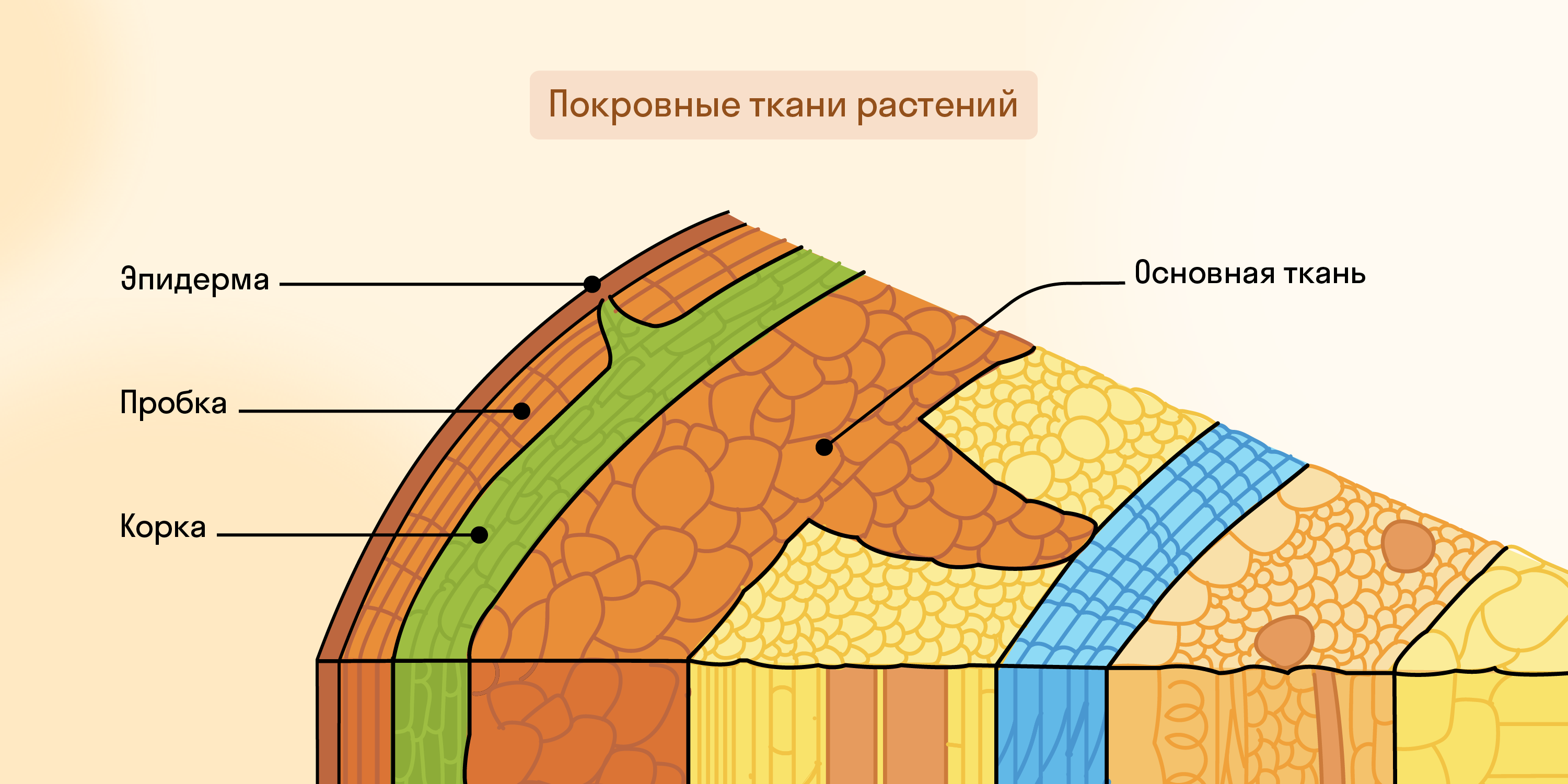 Задание №69789: Каким номером на рисунке обозначены покровные