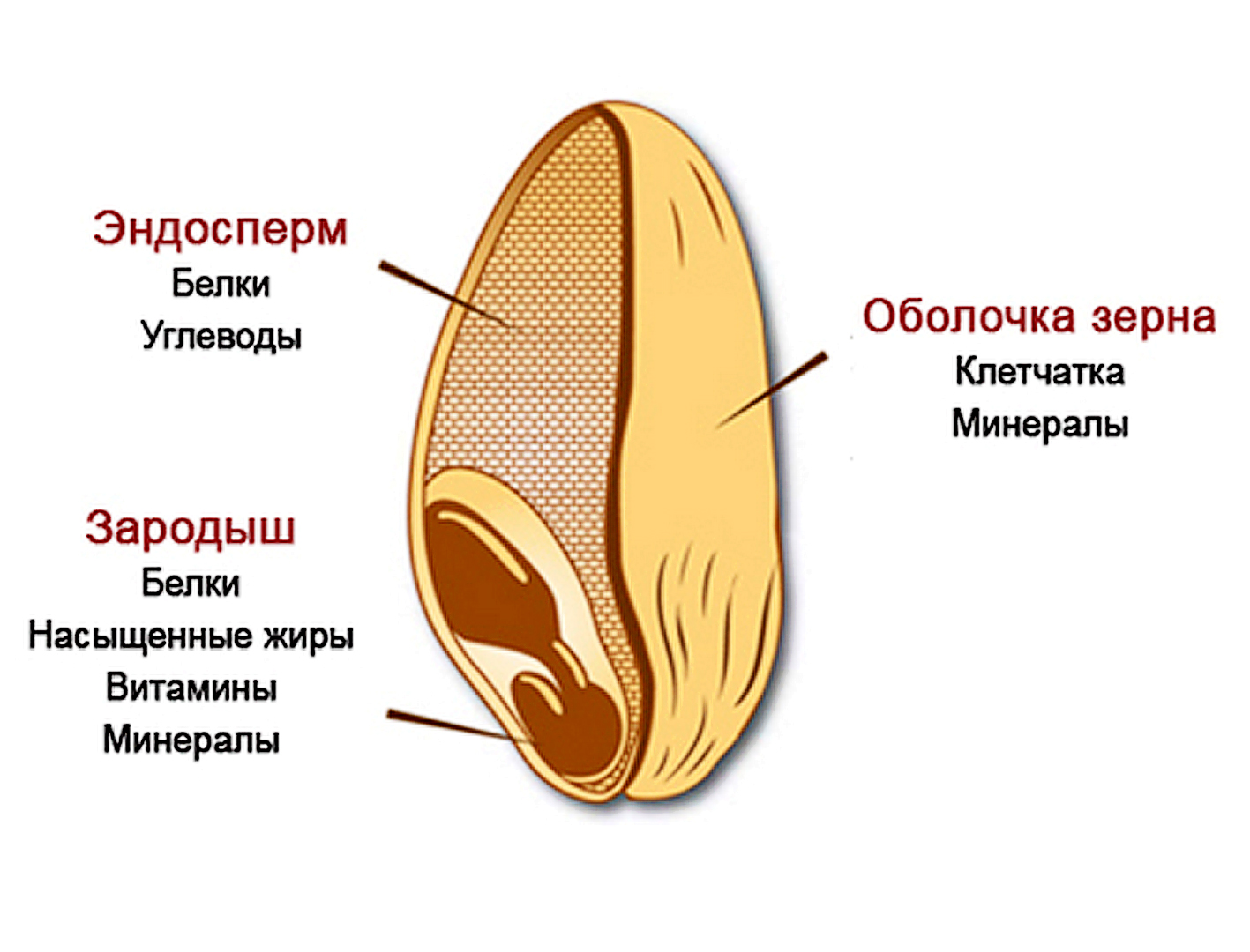 Лабораторная работа. Строение семян