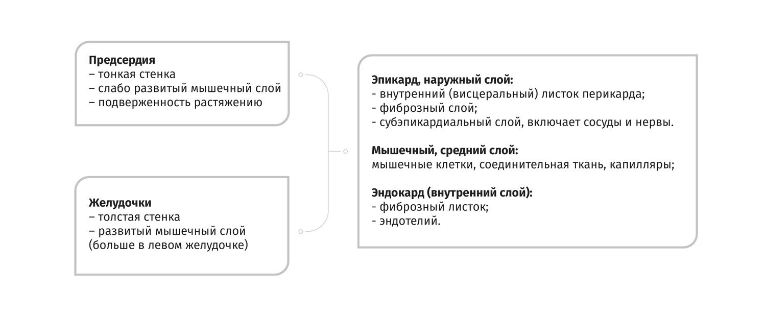 Позвоночник человека