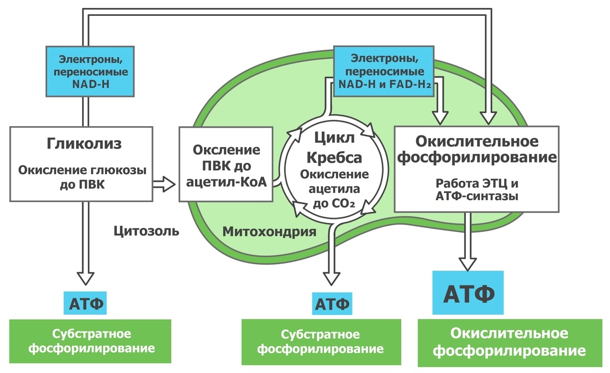 Биология