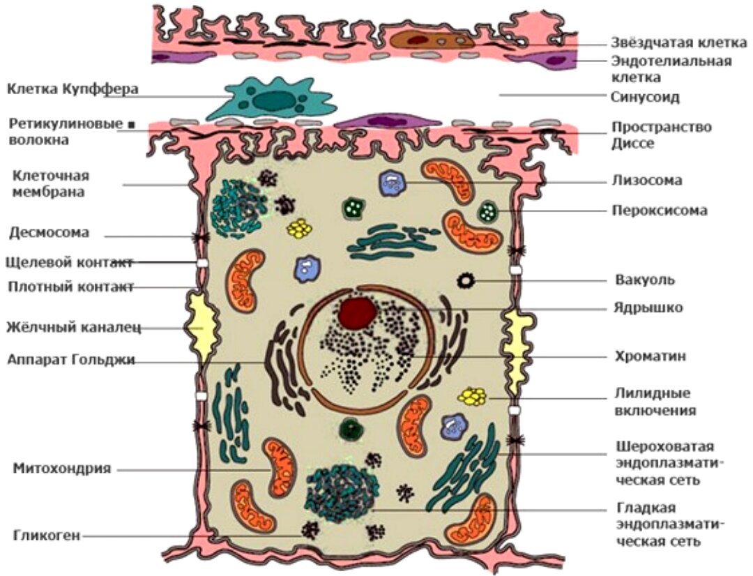 Cell membrane detailed diagram 3