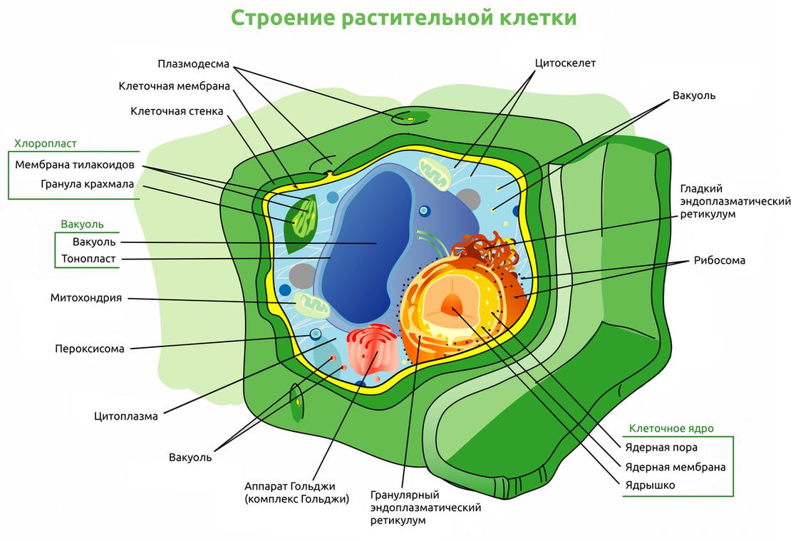 Растительная клетка рисунок без