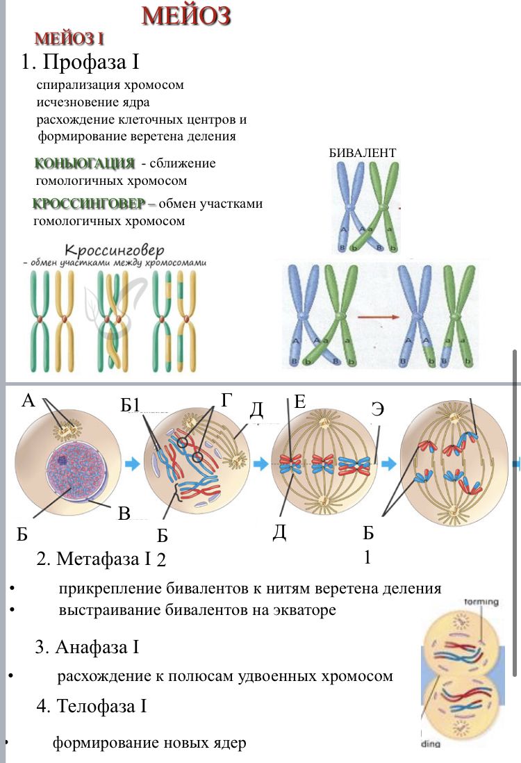 1)Рассмотрите фазы мейоза на рисунке .2