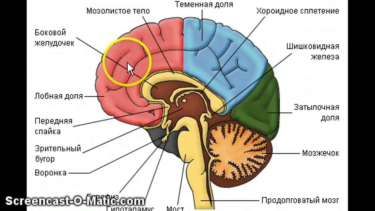 Отделы головного мозга человека