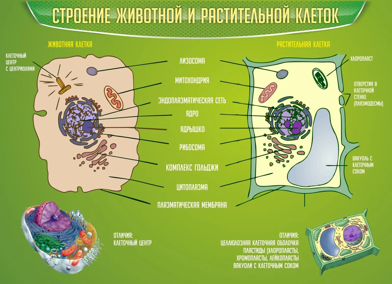 Трафареты клетки животного