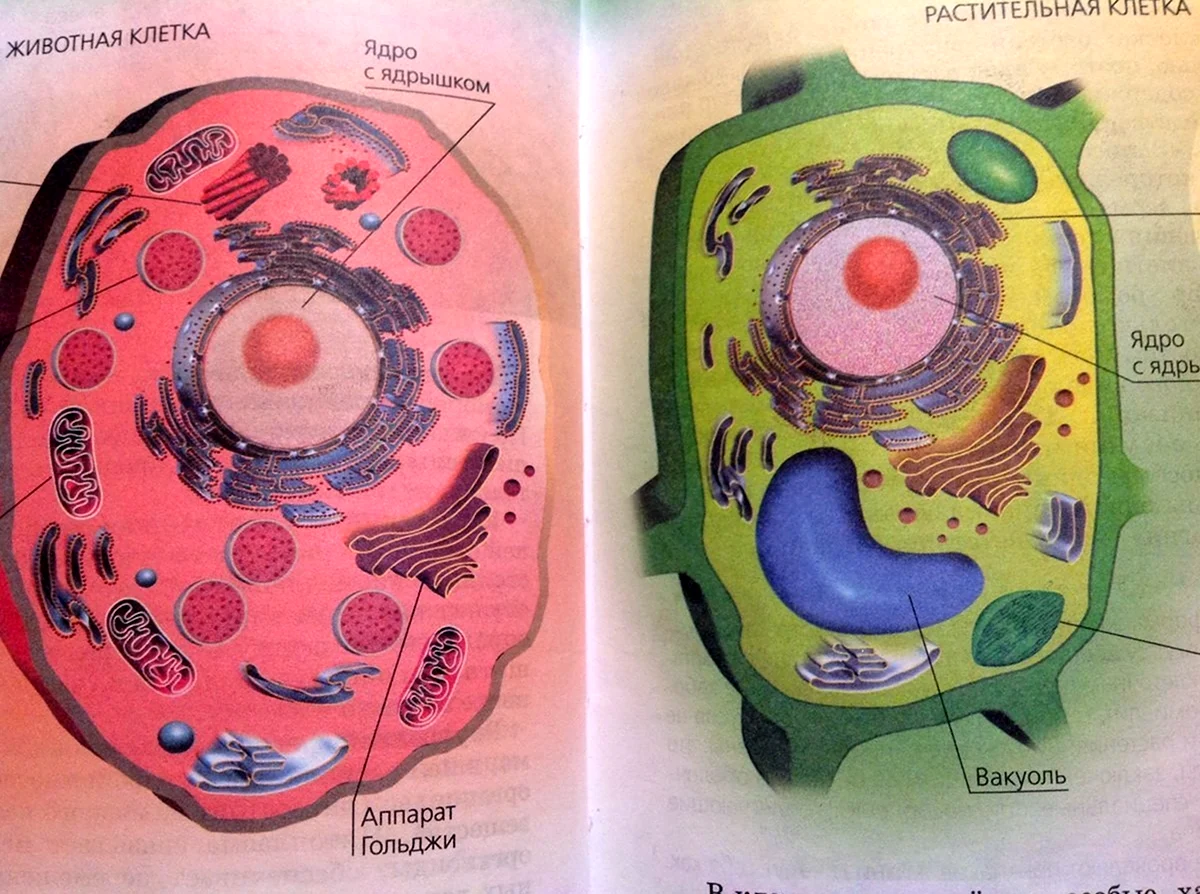 Строение клетки растения органеллы