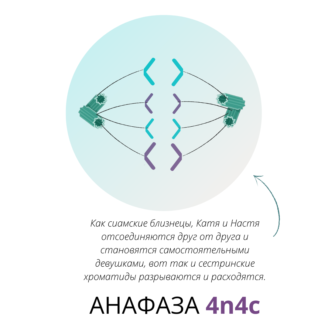 Размножение растений митоз и мейоз