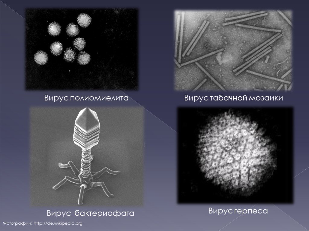 Вирусы и микробы. Научный комикс 