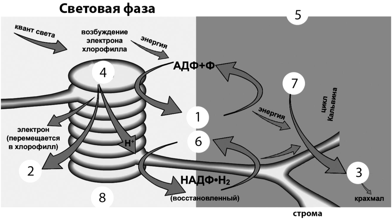 Вариант №2 