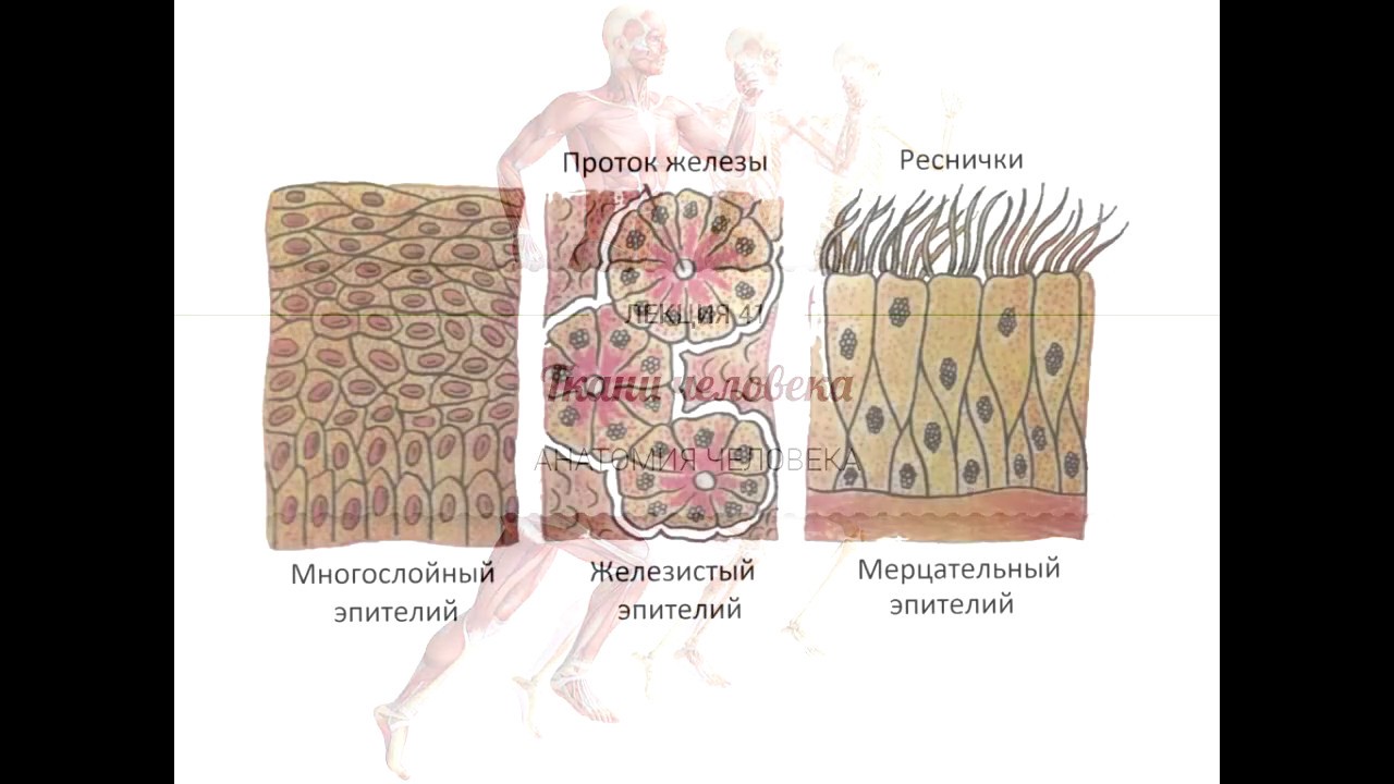 ДЕТСКИЙ АТЛАС “ТЕЛО ЧЕЛОВЕКА” , , тиснение