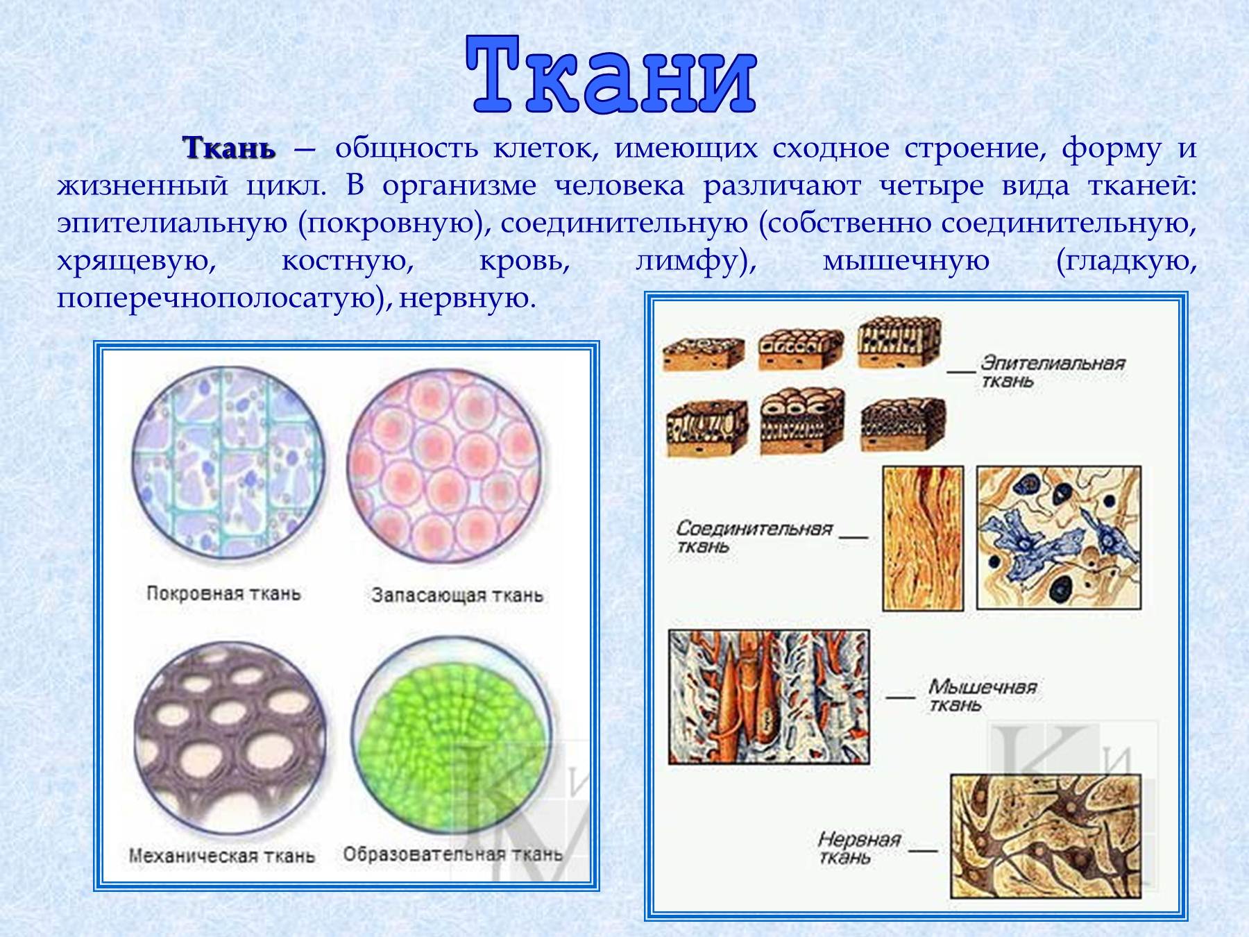 Картинки тканей человека 