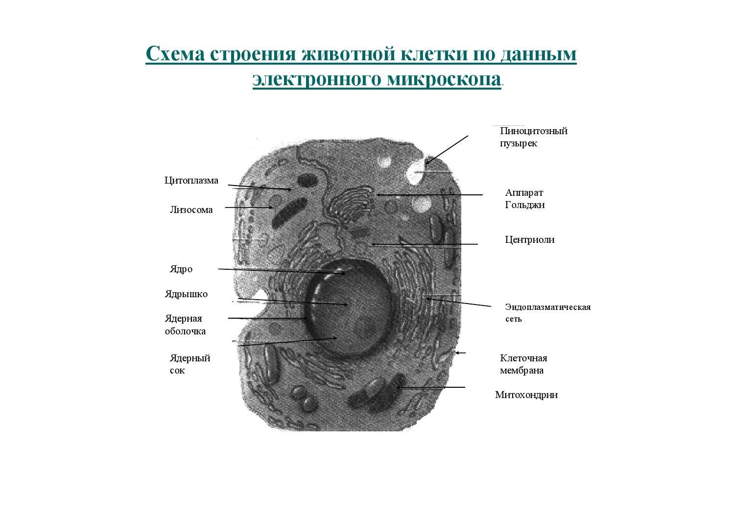 Существует ли митохондриальная наследственность? Болезни