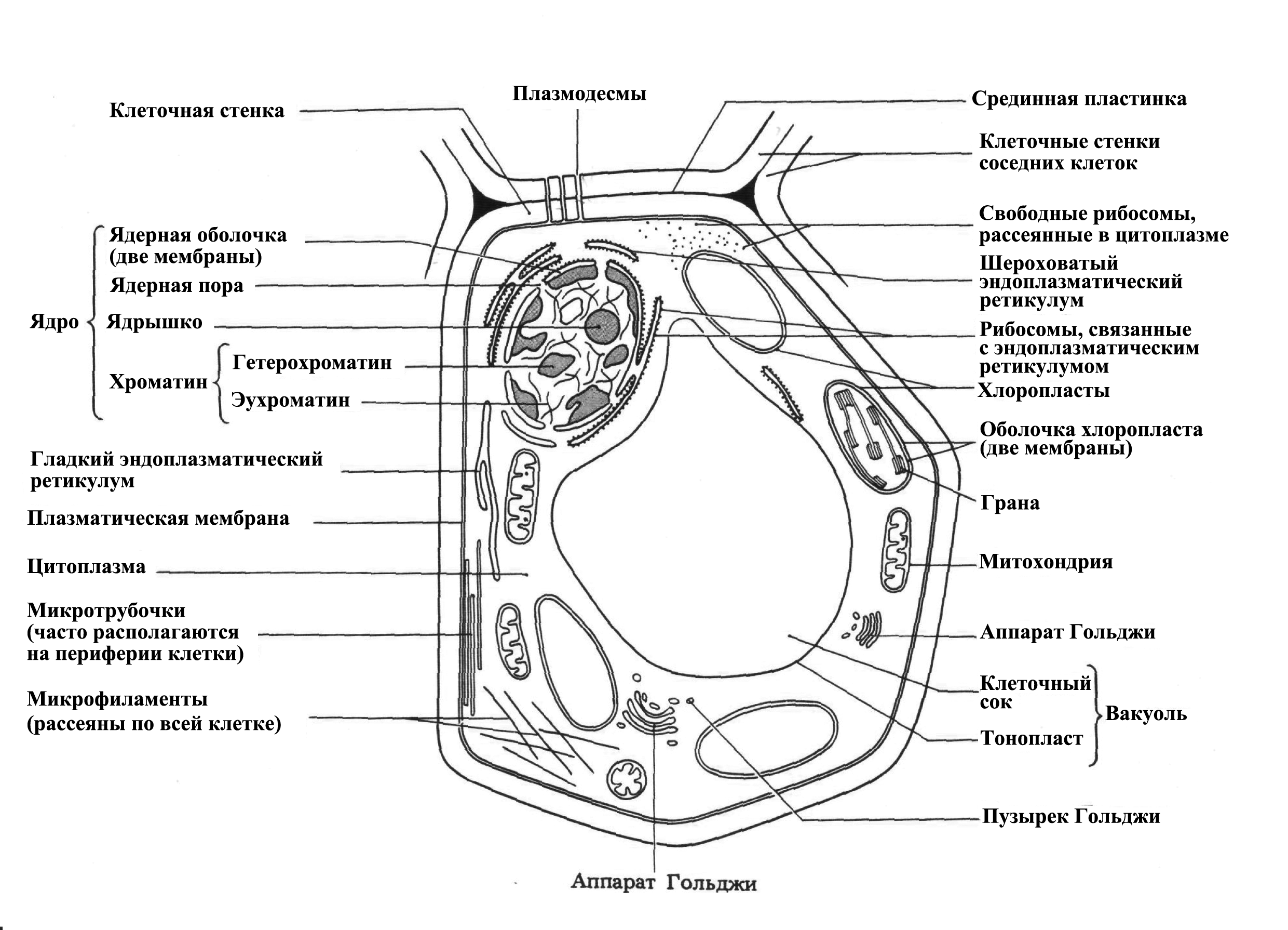 Клетка кожицы лука под микроскопом