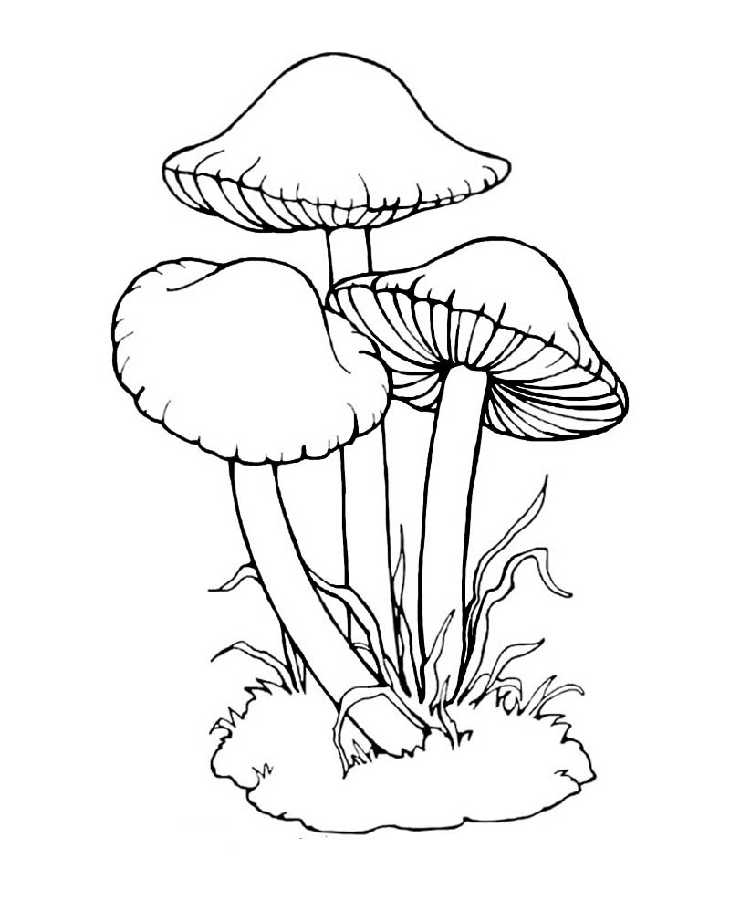 Как нарисовать грибы поэтапно в 6 шагов » 