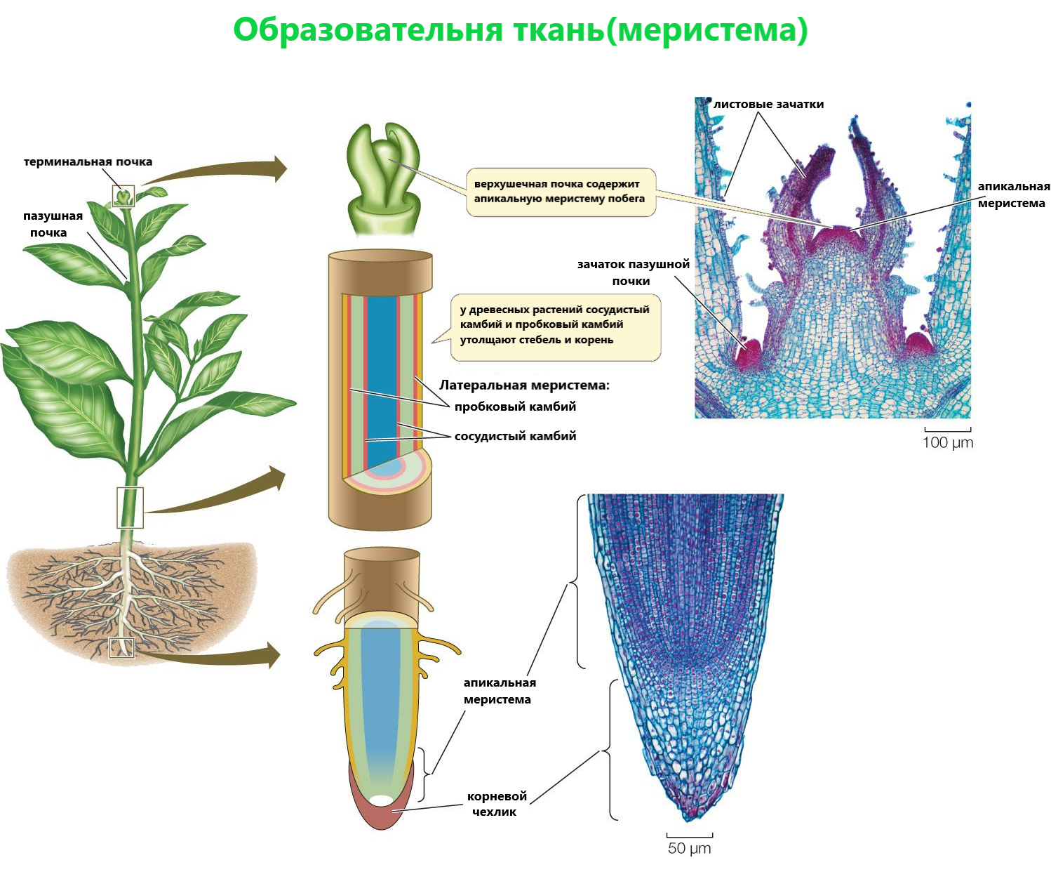 Рисунки типы тканей растений