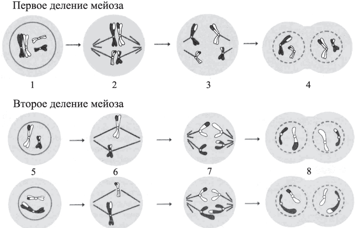 Фазы Мейоза Рисунки 