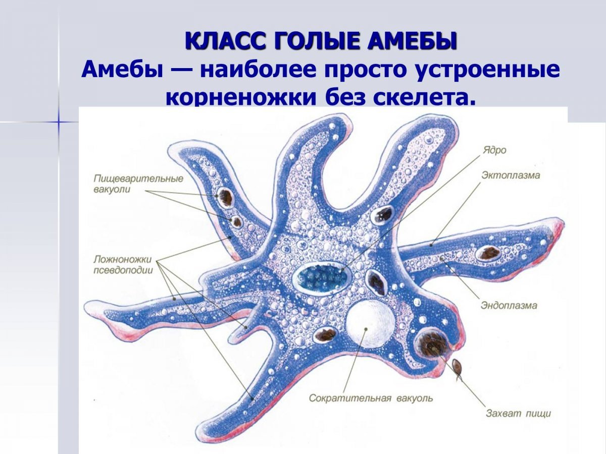 Органоиды клетки, подготовка к ЕГЭ по