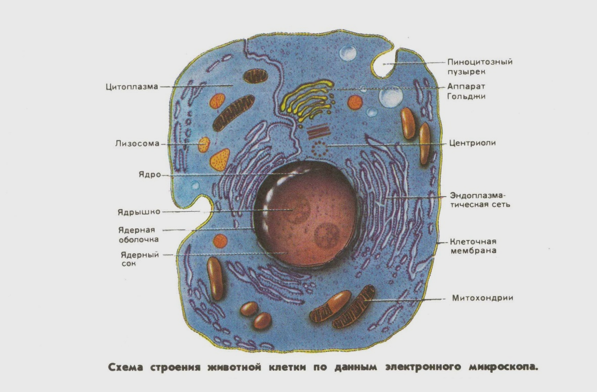 Рисунок митохондрии строение и функции