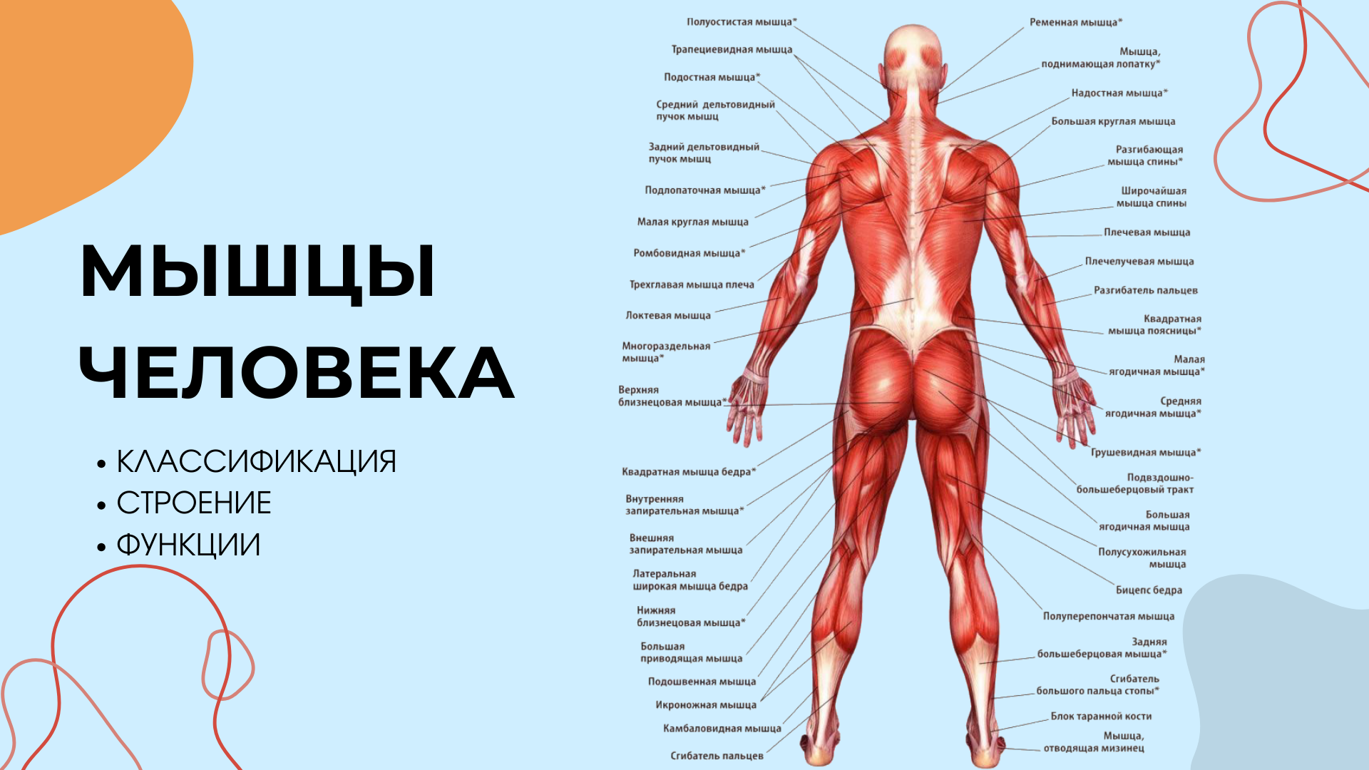 Способ васкуляризации трансплантата из