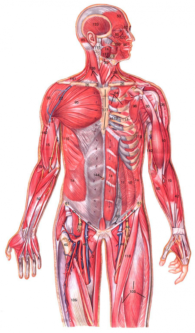 Анатомия человека в картинках 