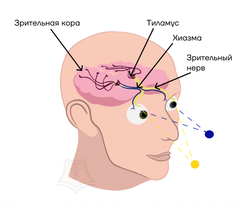 Книга: Мозг и нервная система