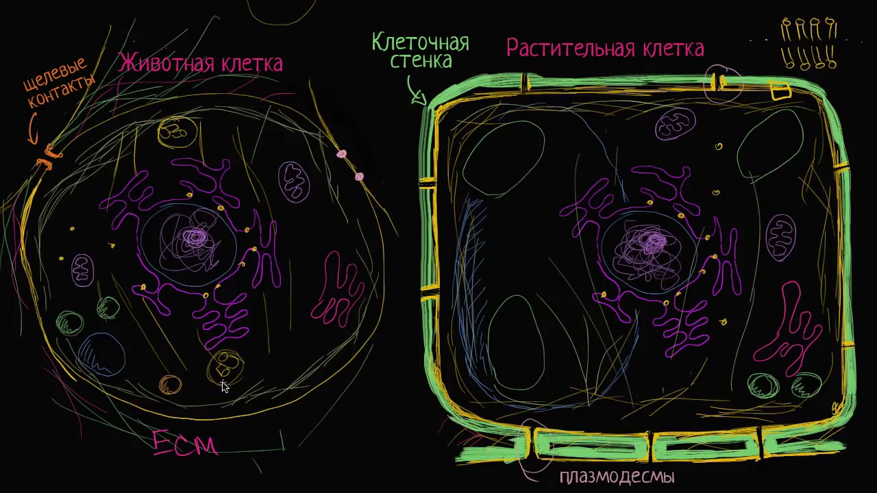 Рисунок строение грибной клетки